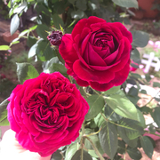 莎士比亚月季花苗盆栽大花浓香庭院，爬藤紫色蔷薇阳台植物四季玫瑰