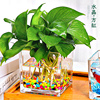 创意水培器皿花瓶摆件，透明玻璃缸花盆，插花水养绿萝植物正方形花器
