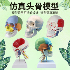 头骨模型标本黄河教学