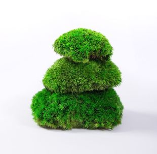 永生白发苔藓块苔藓凸起效果专用纯植物保鲜苔藓植物墙微景观装饰