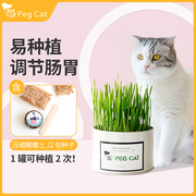 铁盒懒人猫草盆栽水培种植小麦草种子猫薄荷草化毛球小猫咪零食