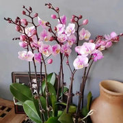 蝴蝶兰盆栽 小梅花 带花带花苞 2.8寸 双花 室内植物多年生兰花