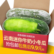 云南农家迷你牛奶小冬瓜10斤整箱装新鲜现摘蔬菜5绿皮冬瓜
