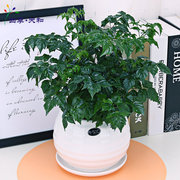 小幸福树盆栽办公桌绿植花卉室内卧室客厅植物吸甲醛四季盆景