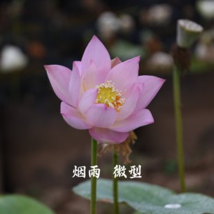 烟雨碗莲荷花水生花卉水培植物，造景盆栽种藕，成品苗园艺种子