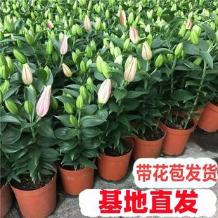 百合花盆栽带花苞室内客厅花卉植物香水百合鲜花阳台浓香型小花苗