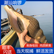 鲜活潮汕薄壳响螺 6-7两 野生特大海螺 东风螺响螺片炭烧食材海鲜