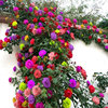 吸色蔷薇花苗藤本月季大花，浓香庭院爬藤植物花卉盆栽阳台玫瑰爬墙