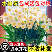 漳州水仙花种球盆栽，水养室内四季水培，花卉耐寒好养植物郁金香种子
