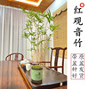 高端红竹红观音竹盆景竹子盆栽，办公室书房茶桌客厅，桌面绿植观赏竹