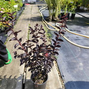 紫叶丹红天鹅绒紫薇花，南方北方好种耐寒易活盆栽苗花期长树苗