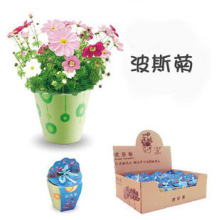 中秋中秋/DIY盆栽/办公室盆栽/迷你植物-梦花园 波斯菊