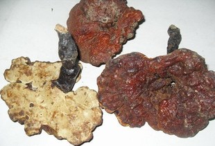  广西百色深山老林野生灵芝红芝赤芝安神治失眠抗癌160元/500克