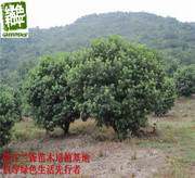 4-10cm荸荠种黑炭杨梅树苗，大树纯品种果树苗南方种植嫁接苗