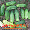 中国老品种旱黄瓜水果黄瓜种子地黄瓜种孑春季夏秋四季蔬菜种籽孑