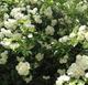 花卉苗木藤本月季白花木香攀缘速度快花香浓烈