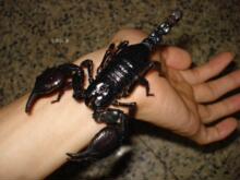 【年末促销】 雨林蝎子宠物蝎子成体 无毒 桌面小宠 特价进行中