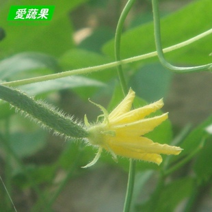 【爱蔬果】绿色食品新鲜蔬菜 小黄瓜花 只限北京同城