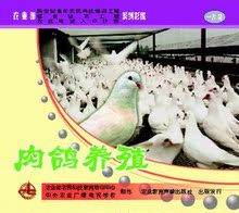 肉鸽养殖新技术培训教程全套（光盘+图书）│正版包邮