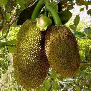  海南新鲜水果 新鲜菠萝蜜 正宗马来西亚菠萝蜜