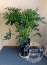 盆栽高档绿植花卉 春雨 花卉 绿色植物