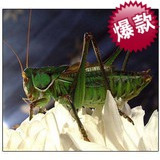 淘金币 爆款冲5钻活体蝈蝈蝈蝈活鸣虫爬虫宠物蝈蝈黑绿蝈蝈送笼5