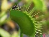 古怪草系列之◆食虫草◆ 家庭种植 小小植物园~B34