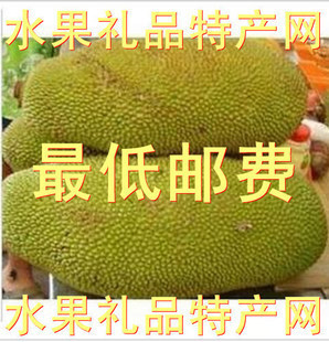  海南三亚 新鲜水果 新鲜菠萝蜜 木菠萝 马来西亚6号现称结算 包邮