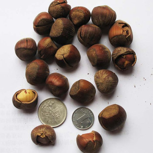  黑龙江特产开口大榛子100克！不是栗子哦！单买满600克包快递！