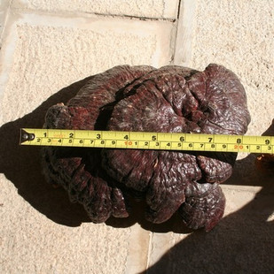  正宗云南丽江优质家养大赤芝/大灵芝  无虫蛀 可磨灵芝粉 100克