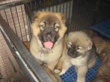 好训练的猛狗 勇猛的纯种高加索犬 幼犬 出售支付宝