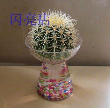 广州 电脑电视旁防辐射仙人掌植物 水培仙人球 迷你小盆栽培 特价
