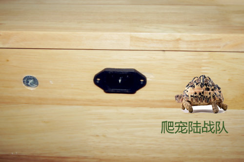 Lu Guixiang/pine/oak/bin wood reptile boxes crates, custom DIY European-standard three-wire and connector