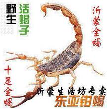 满百只包邮十足全蝎.野生活蝎子沂蒙全蝎蒙山蝎子*排毒防癌去风湿