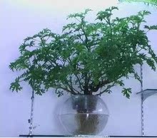 水生花卉 水培植物 驱蚊草 绿色植物 净化空气