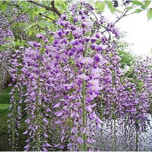花卉%-美丽紫藤花(多花紫藤,适合阳台,庭院楼阁栽种)1公分