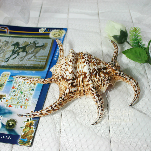 天然水字螺 小六角螺12~14cm 婚庆DIY 水族鱼缸装饰 儿童生日礼物