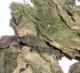 精选中药材昆布50克