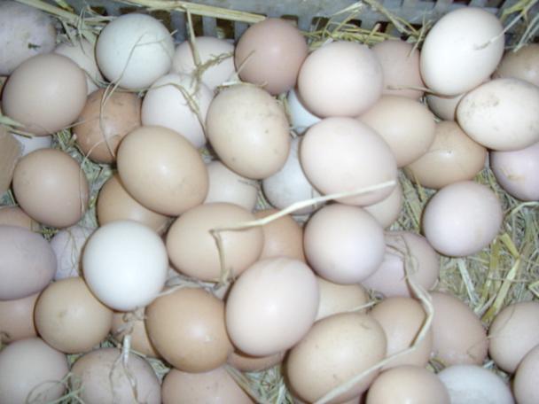 Orthodox school Jiangsu Countryside Domesticated Grass eggs fresh 500g The new packaging Express don't worryin the Aquatic meat/Fresh fruits and vegetables/Cooked , Egg/Egg Products , Fresh eggs , Eggs category - from Buy2taobao.com to provide professional Taobao agent buy service
