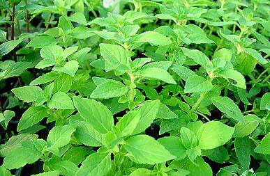 花园街88号*香草 蔬菜 药草种子 香薄荷50粒1元