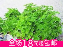 冲三金冠 正品香草种子驱蚊草 除虫草 驱蚊草种子 驱虫香草种子