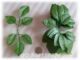 淘宝最便宜丝网花材料玫瑰花叶子