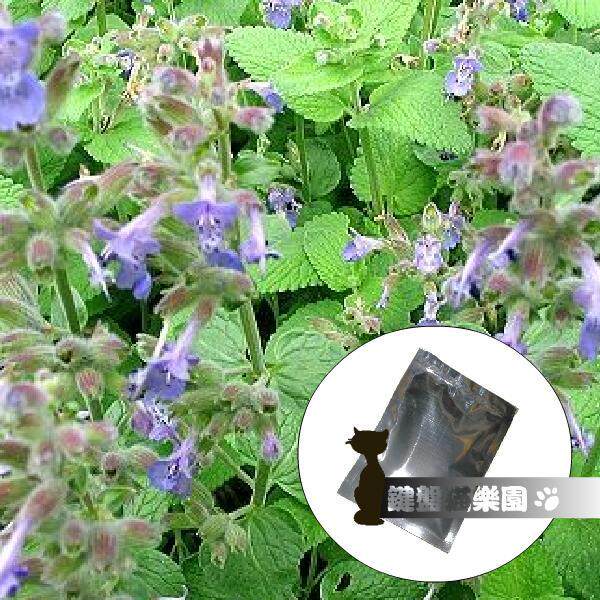 ��װè���ɣ�10�ˣ���ֱ�ӳ�