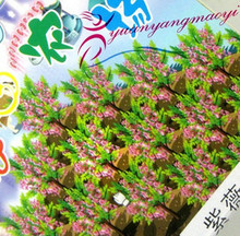 F010B QQ开心农场现实版 迷你植物 DIY盆栽 驱蚊草