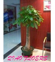 深圳发财树 办公植物大型发财树 深圳绿色植物深圳花店 室内植物