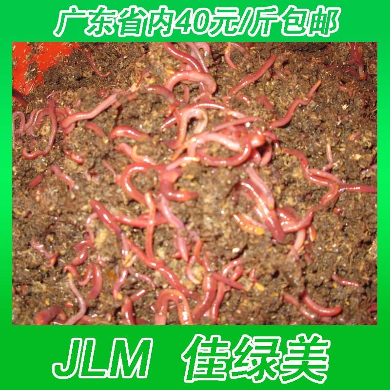 太平二号活体红蚯蚓/宠物饲料/龟粮/鱼食/鱼饵包邮