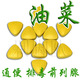 排毒 便秘 前列腺病 优质品牌破壁油菜花粉片
