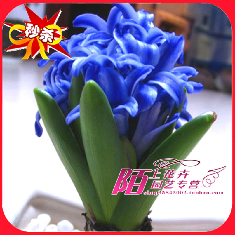 三皇冠 球根花卉 荷兰进口风信子种球 进口球根洋水仙种子 15色