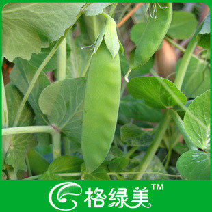 荷兰豆 蔬菜种子菜籽 阳台种菜 盆栽 高出芽率精装 满38包邮