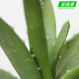  【爱蔬果】绿色食品新鲜蔬菜 芦荟 卢会 讷会 象胆北京买菜当天送